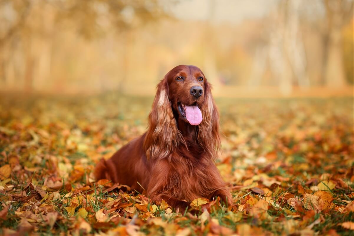 O setter irlandês é um companheiro inteligente, enérgico e afetuoso